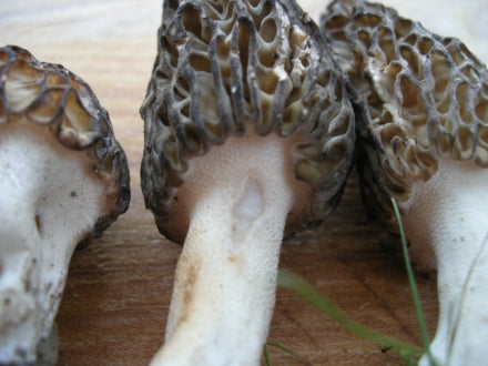 Morels in Cream Sauce – Mycoboutique