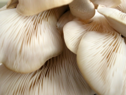 Oyster Mushroom Mimosa Salad – Mycoboutique