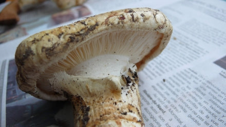 Grilled salmon with matsutake and ginger – Mycoboutique