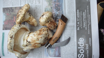 Seafood and Matsutake Soup – Mycoboutique