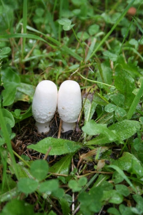 Cream of Shaggy Mane Soup – Mycoboutique