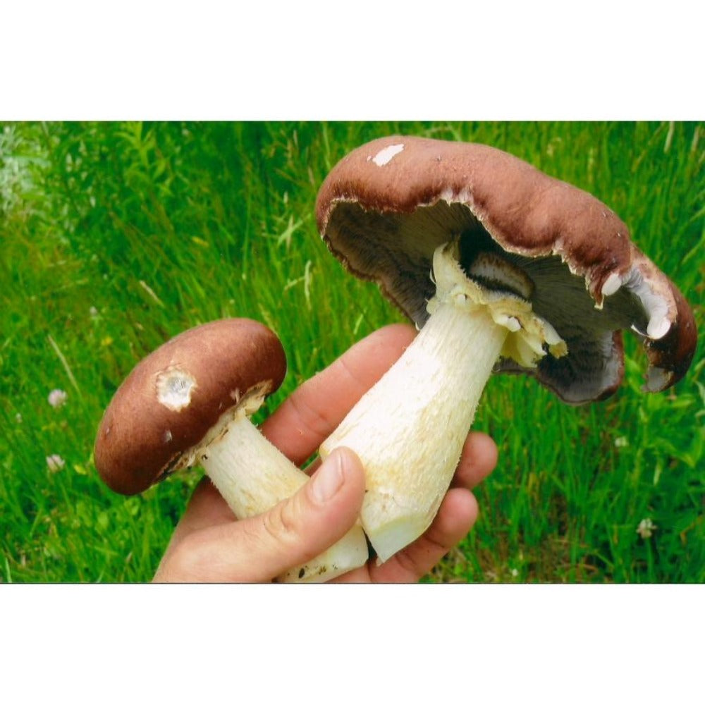 Wine Cap Garden Grow Kit Mycoboutique