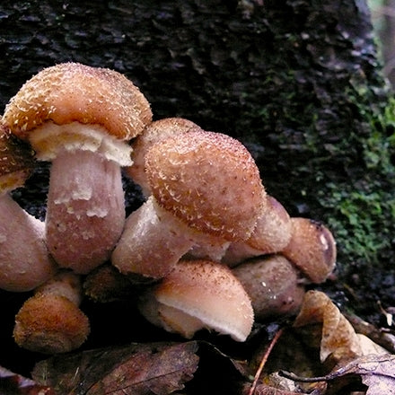 Marinated honey mushrooms