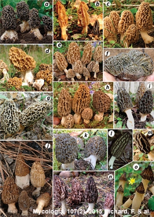 Do you know your morels?
