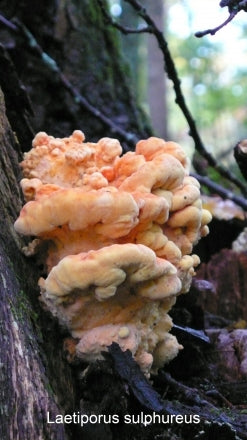 Breaded Chicken of the Woods