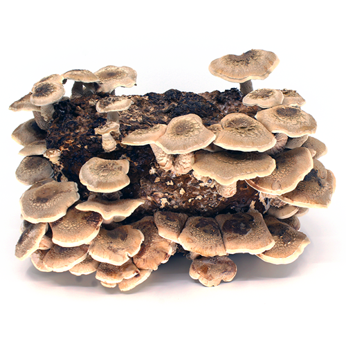 Instructions – Mycoboutique