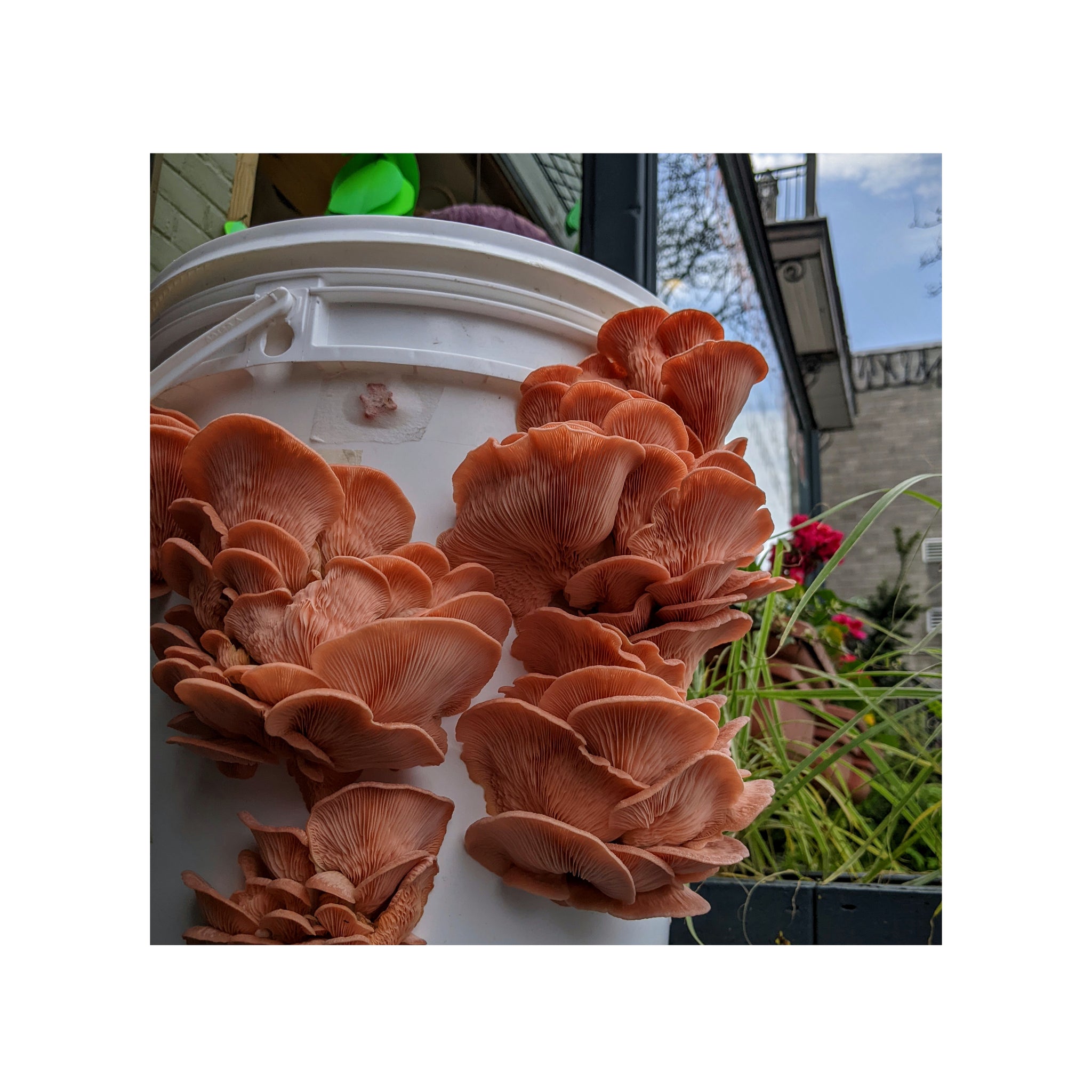 Instructions – Mycoboutique